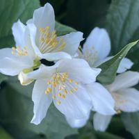 La maison de Anne-Sophie