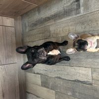 LE CHALET DE ÉLODIE EN PLAIN DU CŒUR DU PERCHE