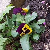 Maison d'architecte  à 7min de Paris