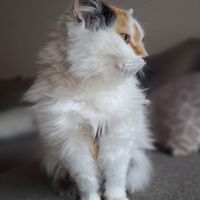 La Maison du petit Morin