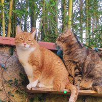 La maison de Consu e Alice