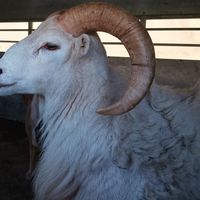 Maison neuve au cœur d'un village Poitevin