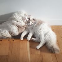 Maison de ville proche de Paris