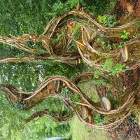 Maison de charme à la campagne joli patio calme et verdure . Proche du parc du haut languedoc