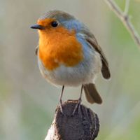 La chambre privée de Céline à 25 min de Paris en RER.