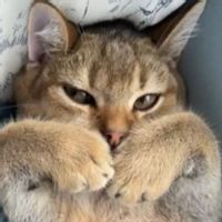 La maison de Feyzanur