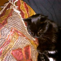 Maison de village en pierre, 80m2