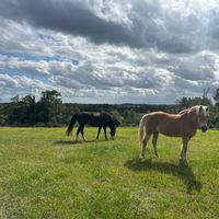 Studio, adapté aux enfants, à 700m des batteries de Longues / Mer avec salle de jeux couverte.
