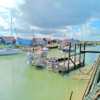 AU MILIEU DES VIGNES DE COGNAC
