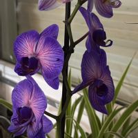 huis van Tana & Greg