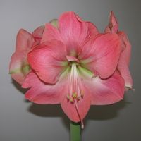 Anne Marie Et Renés hus