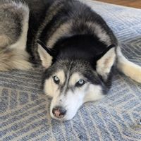 Quiet, light-filled country home, dog- and family-friendly