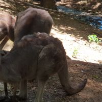 Home on the Hill at Lennox Head