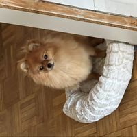 huis van Jose Quinino