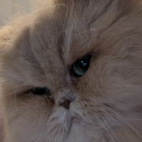 Appartement cosy à Versailles : Gare à 13 min, Paris à portée de main