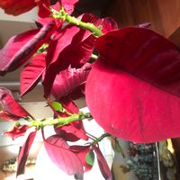 Maria Assumpciós hus