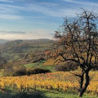 Maison 3/4 chambres, à 5 mn à pied du village d'Oingt, l'un des plus beaux villages de France