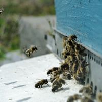 Maison typique normande en bordure de forêt avec grand jardin