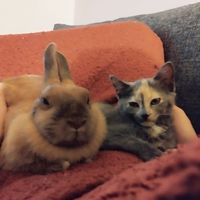 Louise's house