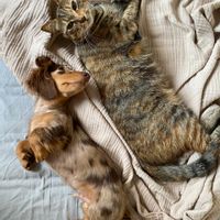 Brand-new furnished apartment in Ordino with terrace and spectacular mountain views.