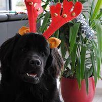 Villa  La  Bénéchie Profitez de la piscine intérieure chauffée quel que soit le temps !