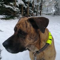 Le studio de Gervais