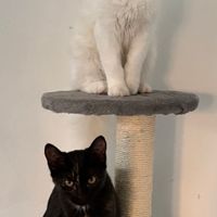 Elegant 5BR house in Visby old town, private garden, 2 bathrooms, ideal for families and group stays