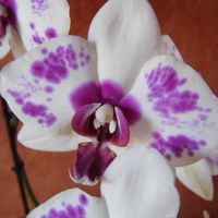 La maison de Anne-Marie