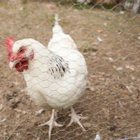 Maison Cosy à la campagne entre lacs et montagnes - French Alps