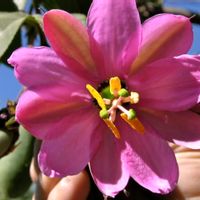 La maison de Martine